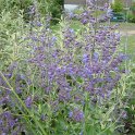 Perovskia atriplicifolia fleur P4 P11